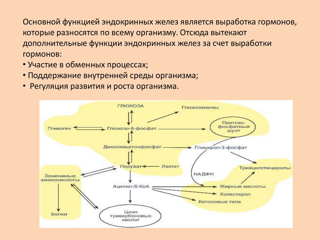 Эндокринные железы - презентация онлайн