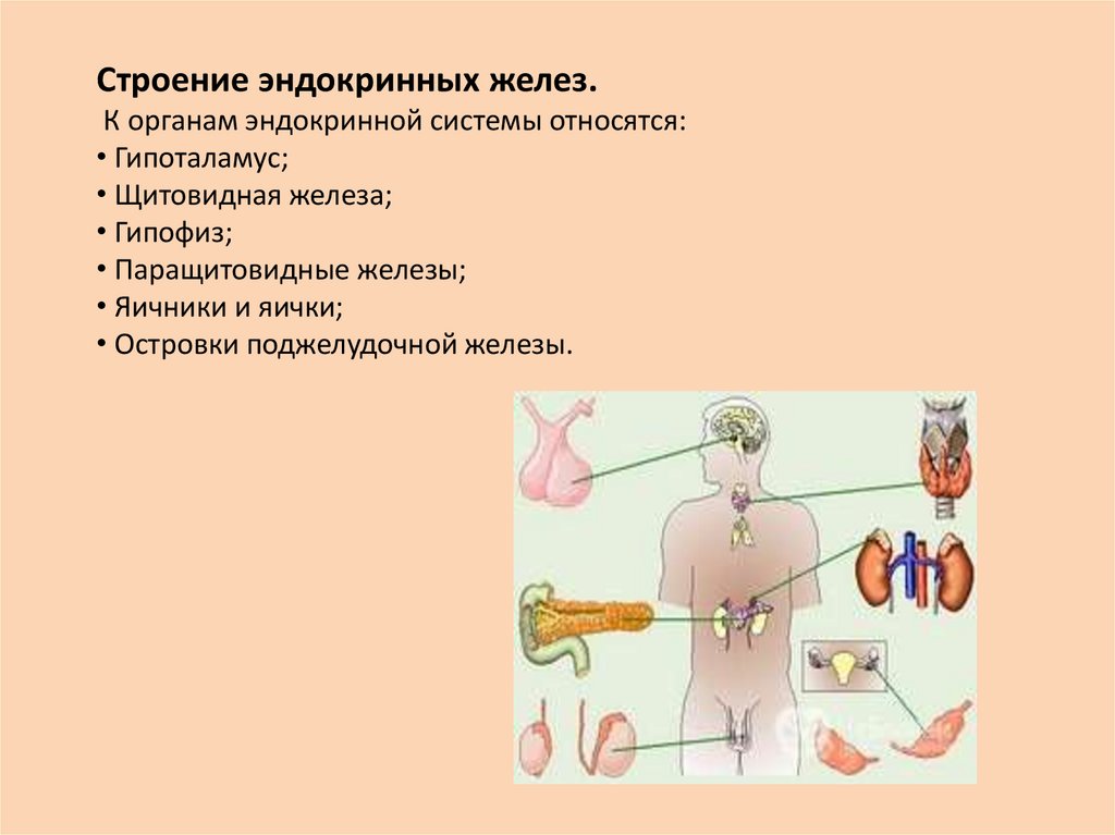 Железа внутренней секреции рисунок