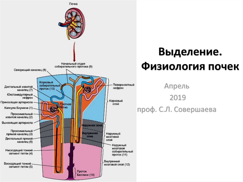 Физиология почки презентация