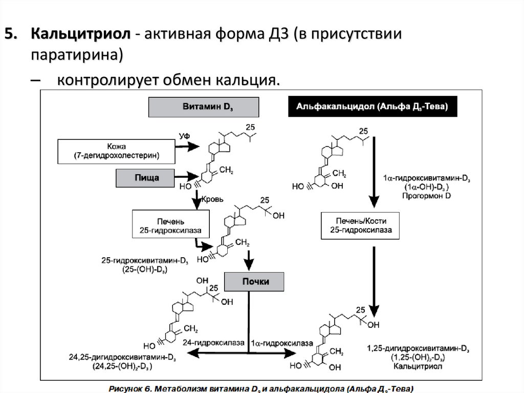 Биосинтез витаминов. Схема метаболизма витамина д3. Схема синтеза кальцитриола из витамина д3. Схема синтеза витамина д3. Метаболизм витамина д3 формулы.
