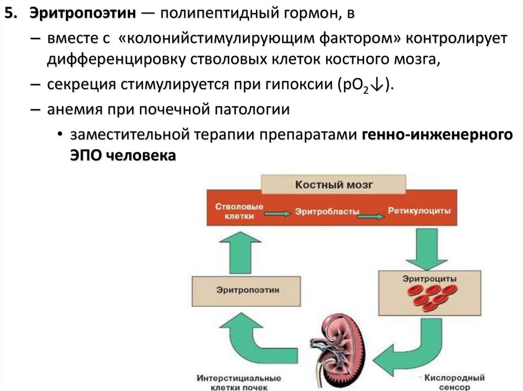 Гормоны почек презентация