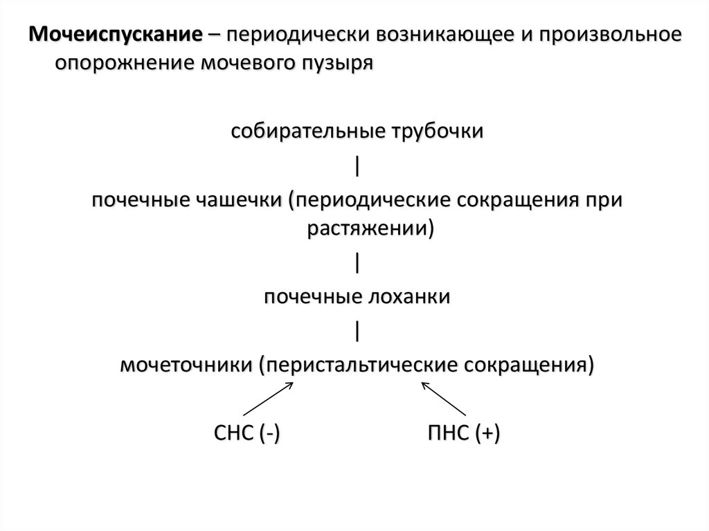 Собирательные трубочки почек. Произвольное выделение. Акт мочеиспускания его регуляция.