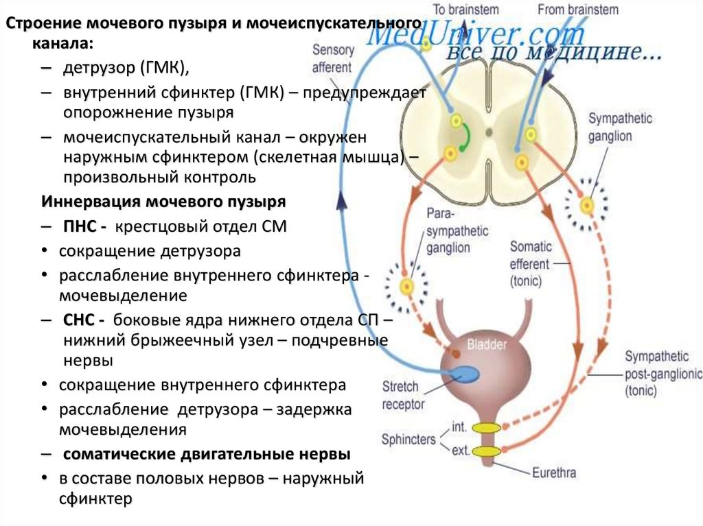 Выделение физиология презентация