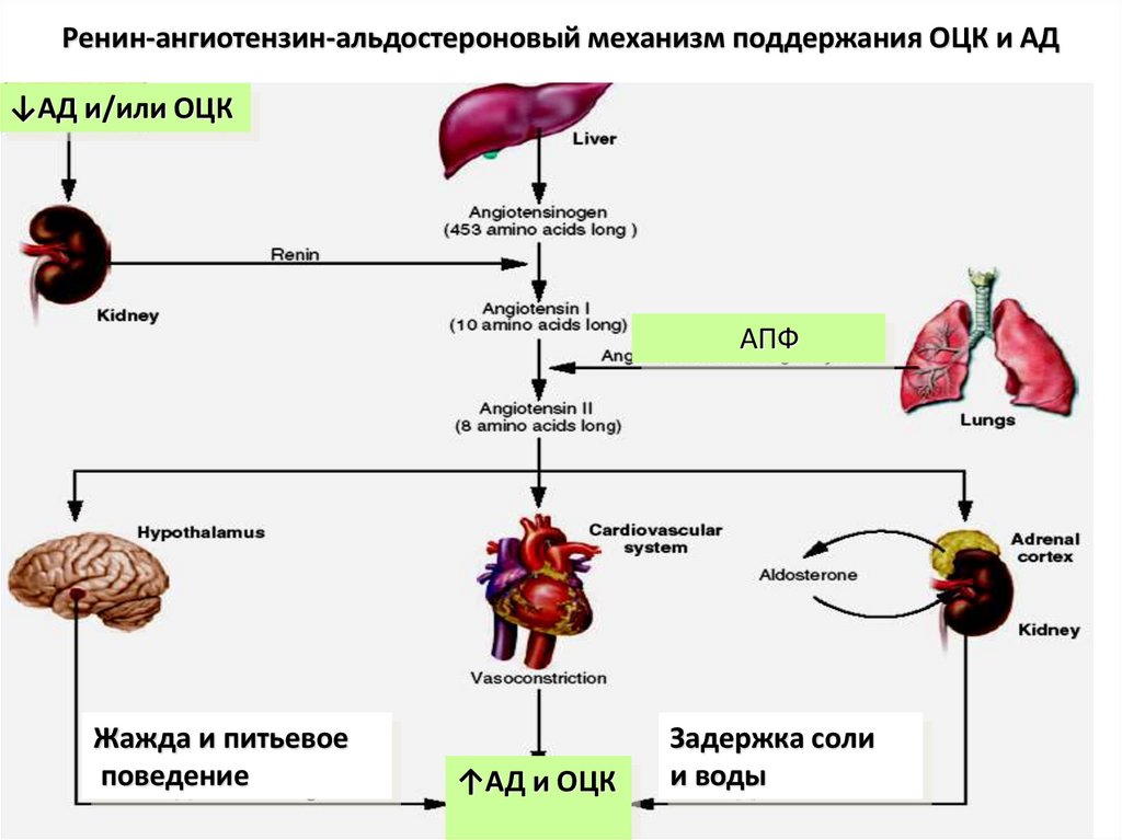 Ренин ангиотензиновая система схема