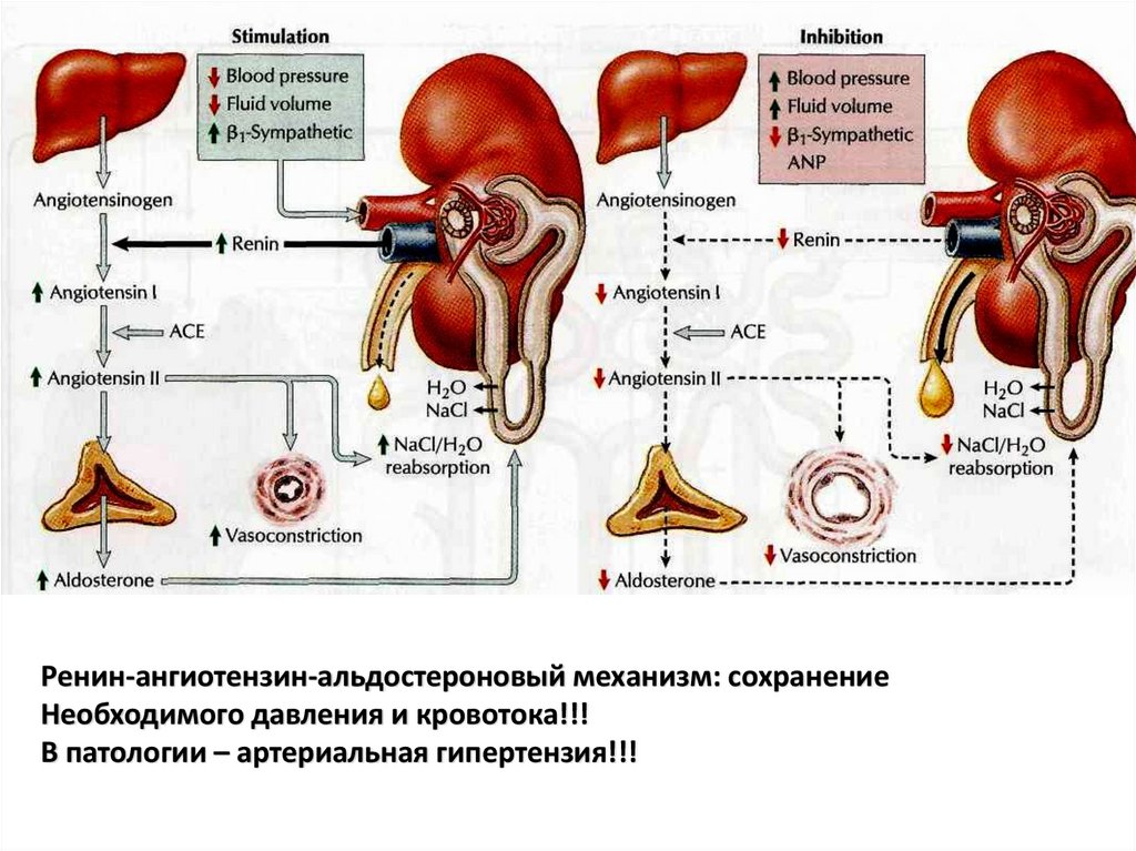 Почечное давление. Ренин-ангиотензиновая система функции в почке. Физиология почек. Ренин в почках. Функции почек физиология человека.