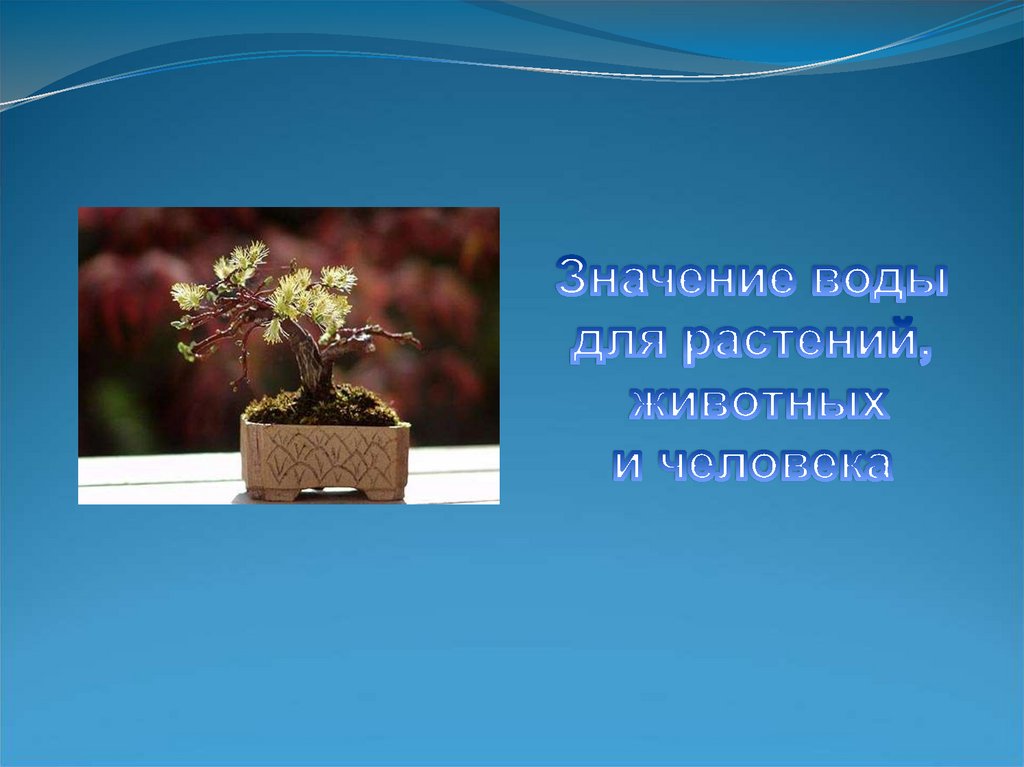 Какое значение в жизни растений. Значение воды для растений животных и человека. Значимость воды для животных ,для растений, для человека. Вода в жизни растений и животных. Значимость воды для растений и животных.