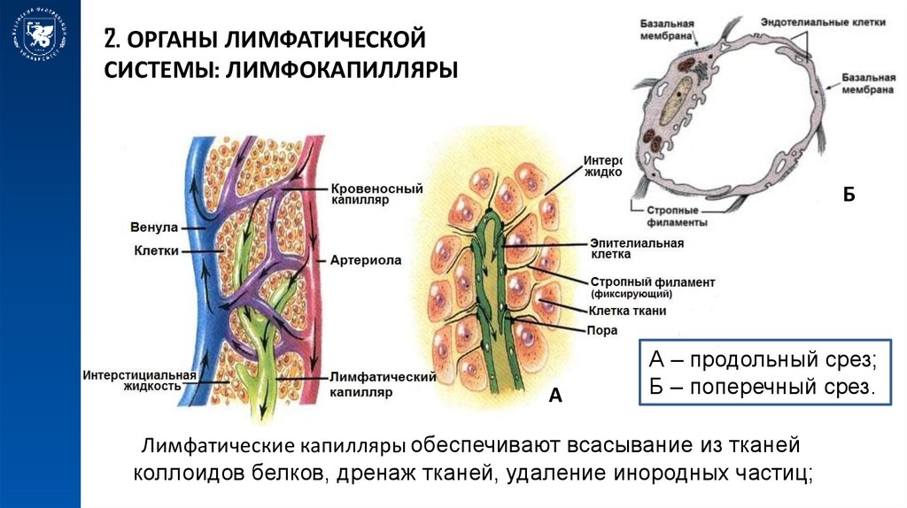 Органы лимфатической системы