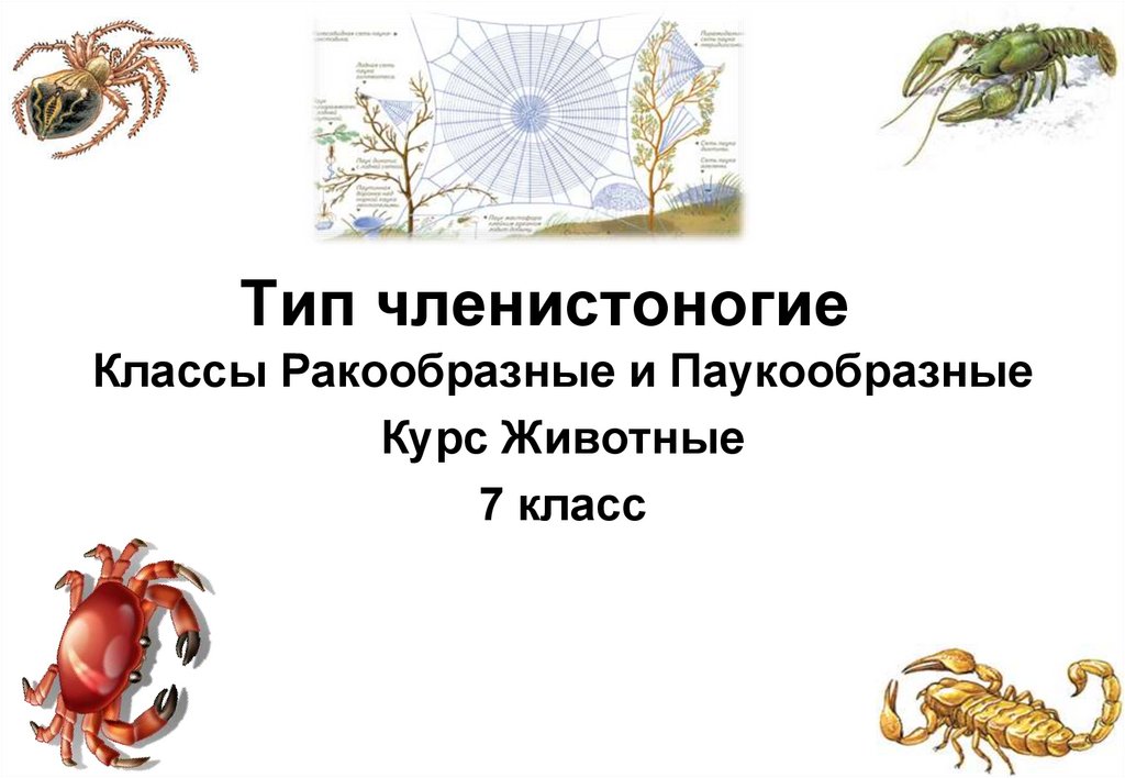 Значения членистоногих. Членистоногие 7 класс. Членистоногие значение. Тип Членистоногие 7 класс биология. Тест по членистоногим.