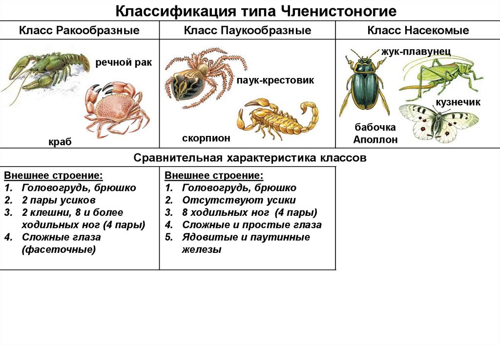 Презентация тип членистоногие класс ракообразные 7 класс биология