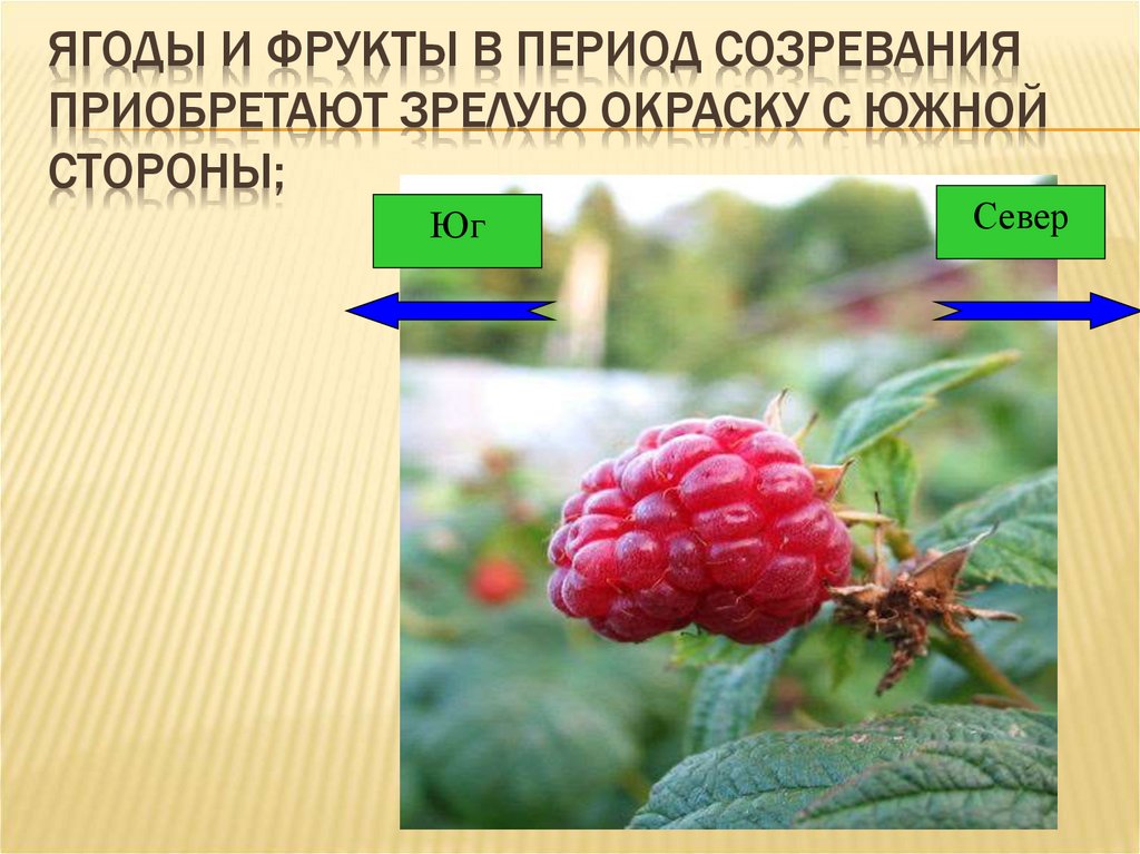 Потом ягодка начнет увеличиваться багроветь затем синеть. Ориентирование по местным признакам ягоды. Ориентирование по ягодам в лесу. Ориентирование на местности по растениям. Определение сторон горизонта по ягодам.