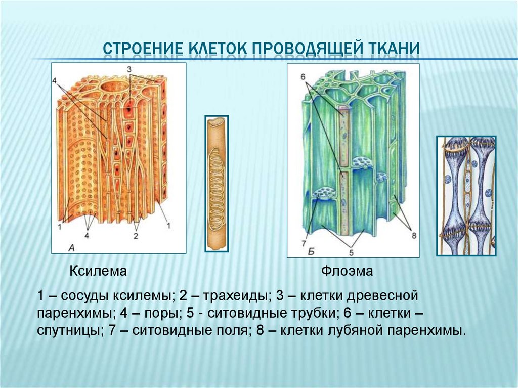 Особенности строения проводящей ткани