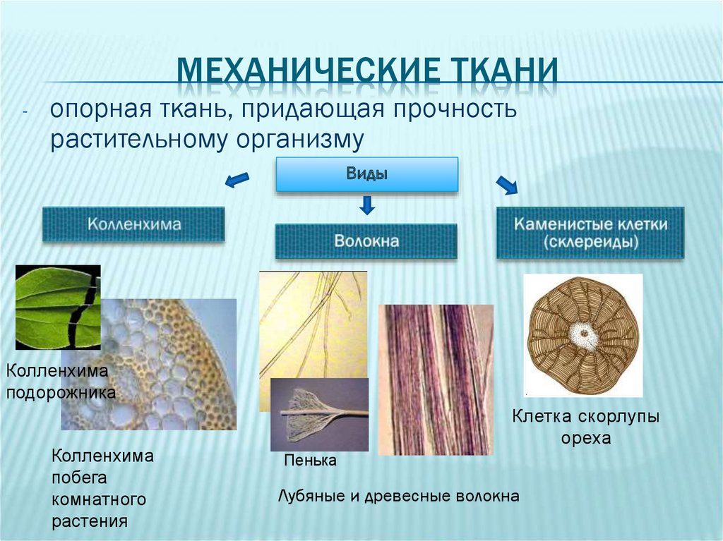 Значение механической ткани у растений. Древесные волокна. Лубяные и древесинные волокна. Лубяные волокна строение. Местонахождение механической ткани.
