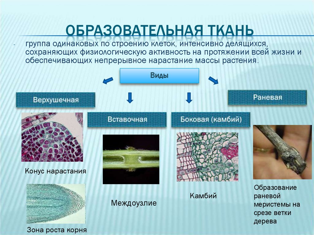 Постоянные ткани