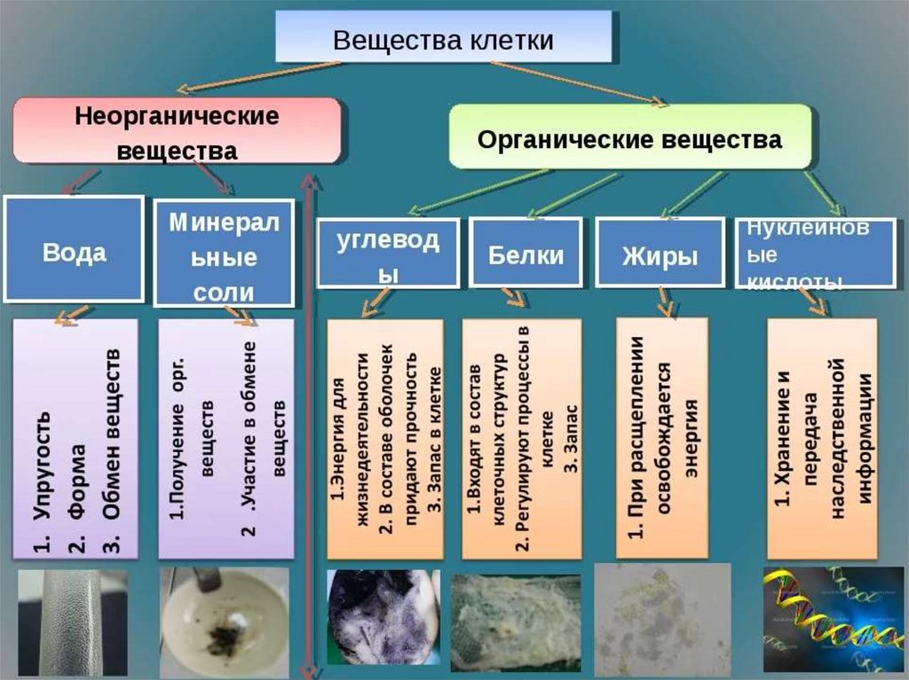 Заполни схему неорганические вещества клетки используя предложенные термины