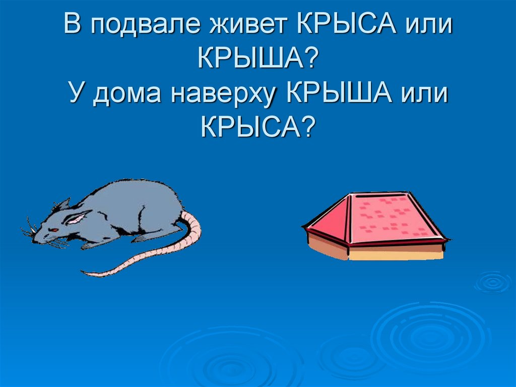 В подвале живет КРЫСА или КРЫША? У дома наверху КРЫША или КРЫСА?