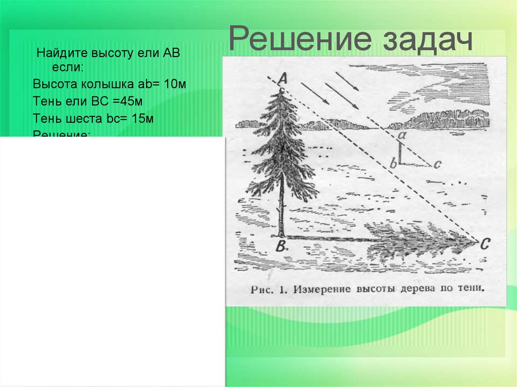 На рисунке 20 показано изменение высоты. Высота ели. Измерение высоты ели для детей ДОУ. Найдите высоту ели. Тень от ели 45.