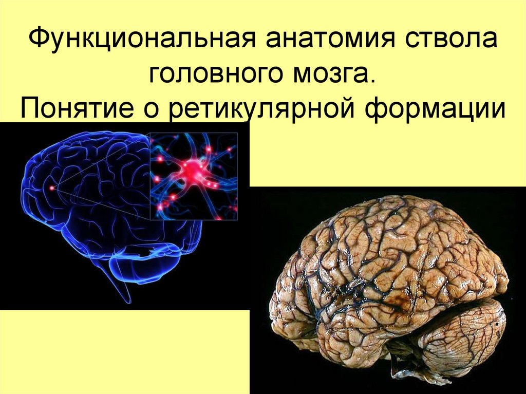 Понятие мозга. Функциональная анатомия головного мозга. Функциональная анатомия ствола мозга. Ретикулярная формация головного мозга.