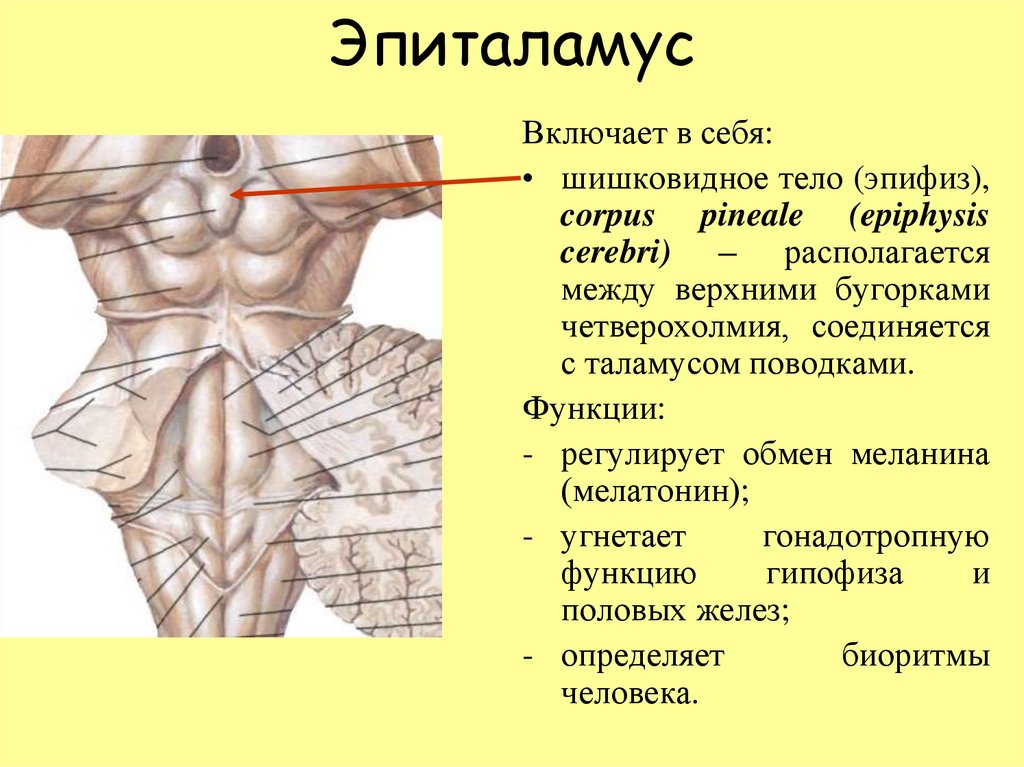 Между верхний. Четверохолмие и эпифиз. Эпиталамус анатомия. Эпиталамус и метаталамус. Поводки эпиталамуса.