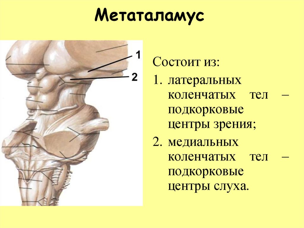 Коленчатые тела мозга. Метаталамус промежуточного мозга функции. Эпиталамус коленчатое тело. Метаталамус анатомия строение. Медиальное коленчатое тело Латеральное коленчатое тело.