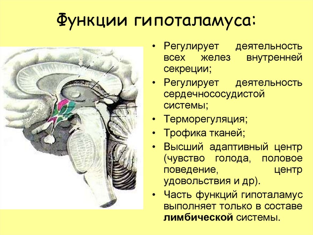 Продолговатый промежуточный мозг. Функции гипоталамуса анатомия. Функции гипоталамуса промежуточного мозга. Структуры и функции гипоталамуса. Функции гипоталамуса физиология.