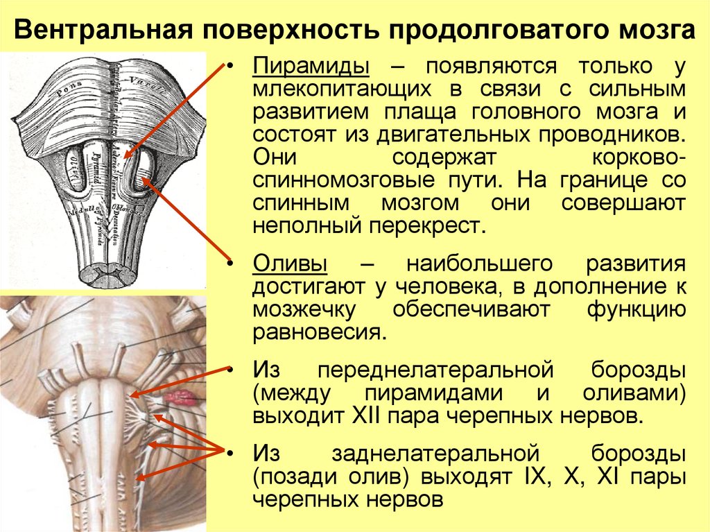 Продолговатый мозг презентация анатомия