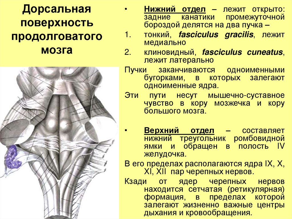 Промежуточный черепной нерв. Ретикулярная формация продолговатого мозга. Ромбовидная ямка головного мозга. Дорсальная поверхность ствола головного мозга. Ромбовидная ямка и структуры ствола мозга.