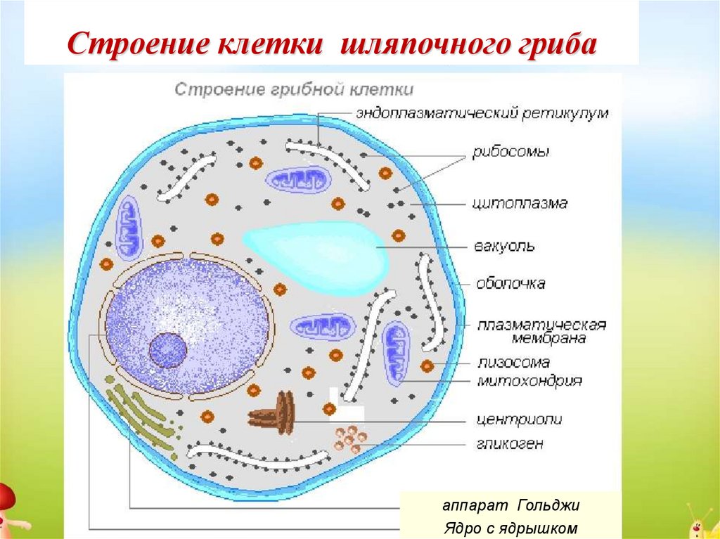 Есть ли ядро у грибов. Строение клетки гриба 9 класс. Строение клетки гриба рисунок. Строение грибной клетки ЕГЭ. Схема строения грибной клетки.