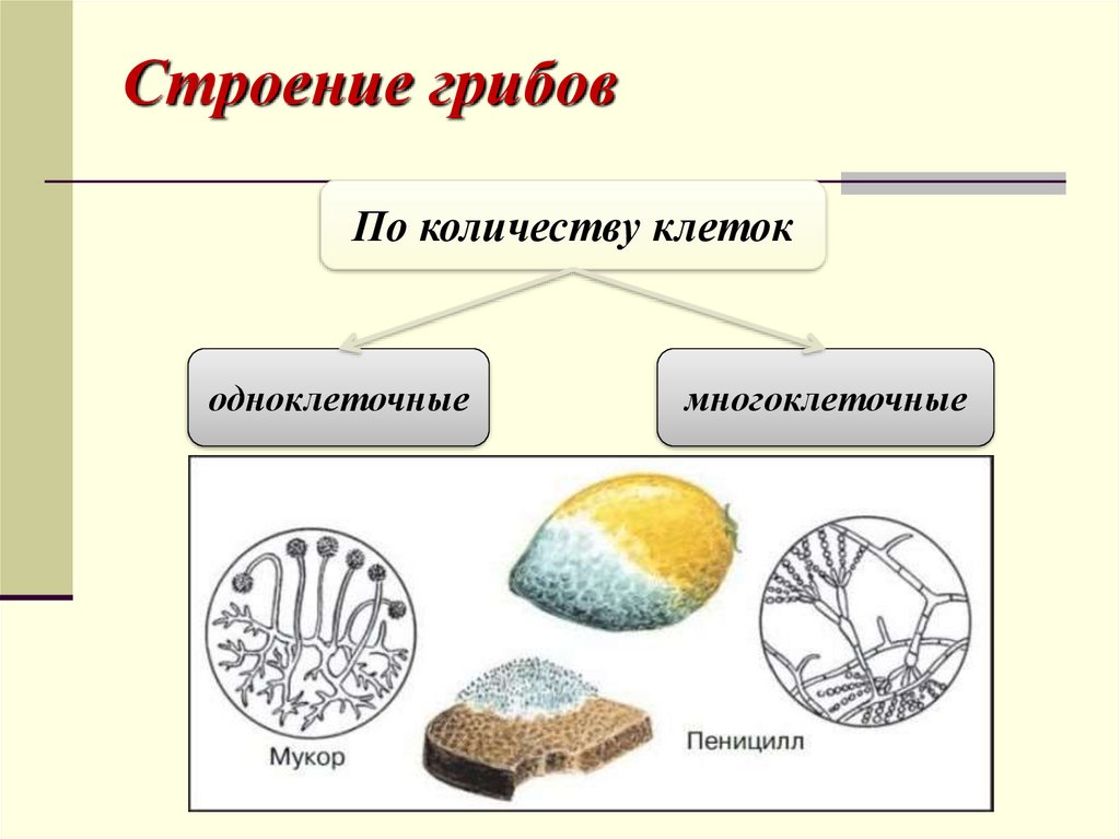 Строение гриба 5