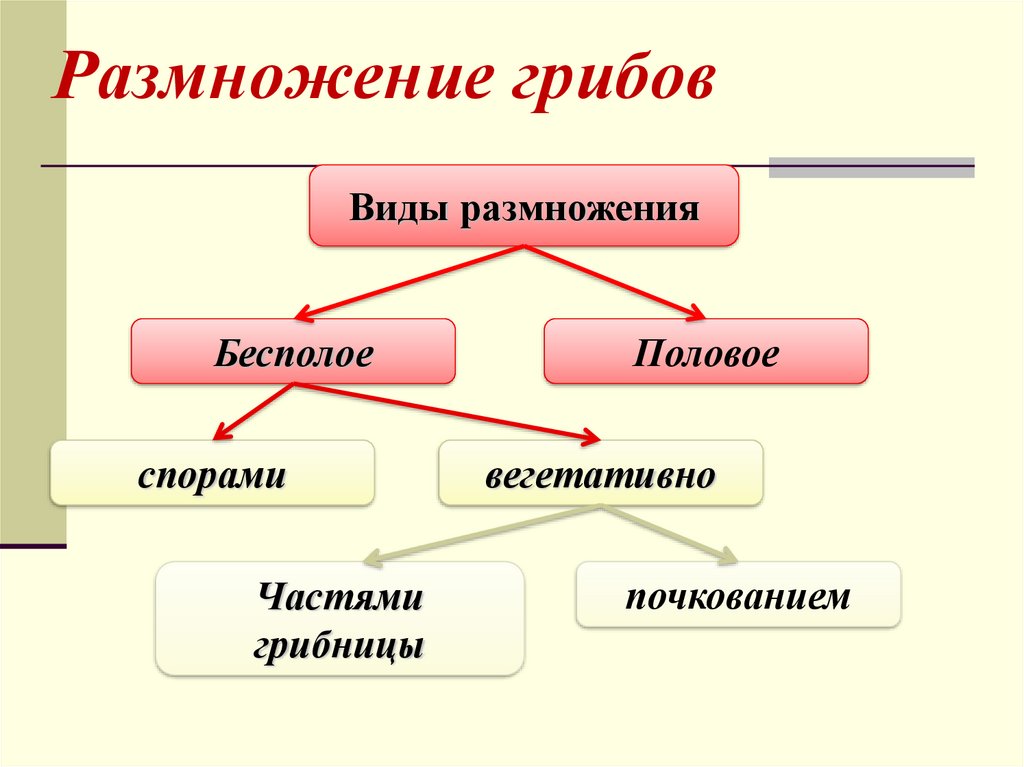 Схема размножения грибов 5 класс схема