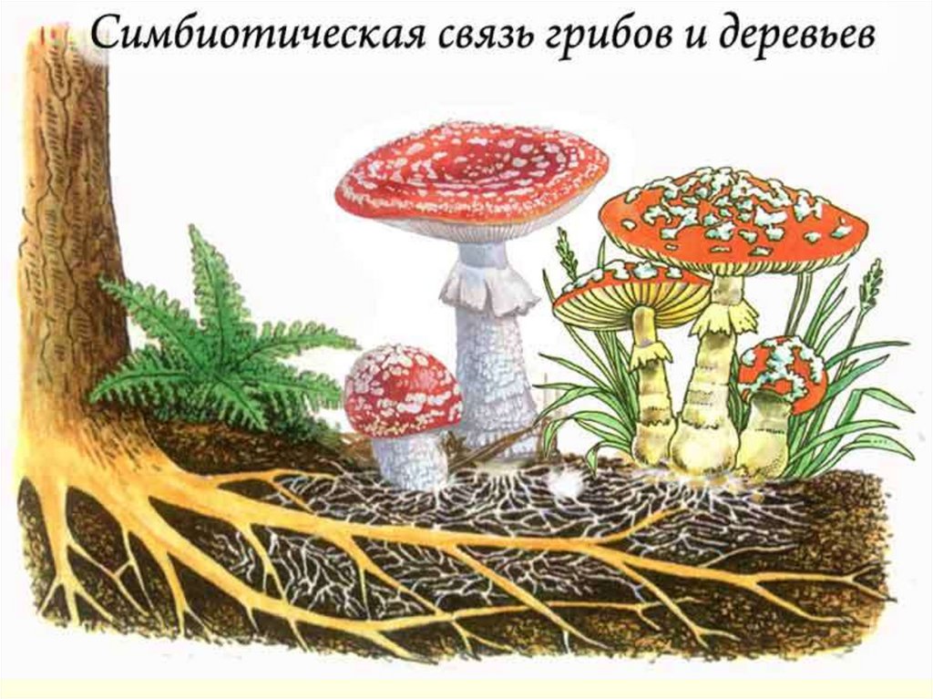 Грибы особая группа симбиотических организмов. Опенок симбионты растений. Симбиоз грибов и растений. Симбиоз гриба и растения. Симбиотические грибы.