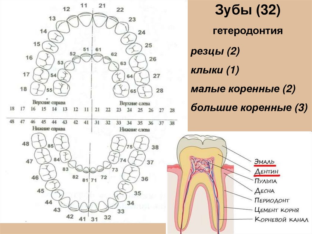 Зуб 1.4. Зубы названия сверху и снизу. Система нумерации зубов. Схема расположения зубов. Схема зубов с названиями.