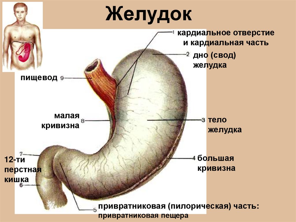 Частями желудка являются. Строение желудка анатомия латынь. Желудок анатомия человека латынь. Свод желудка анатомия латынь. Кардиальная часть желудка латынь.