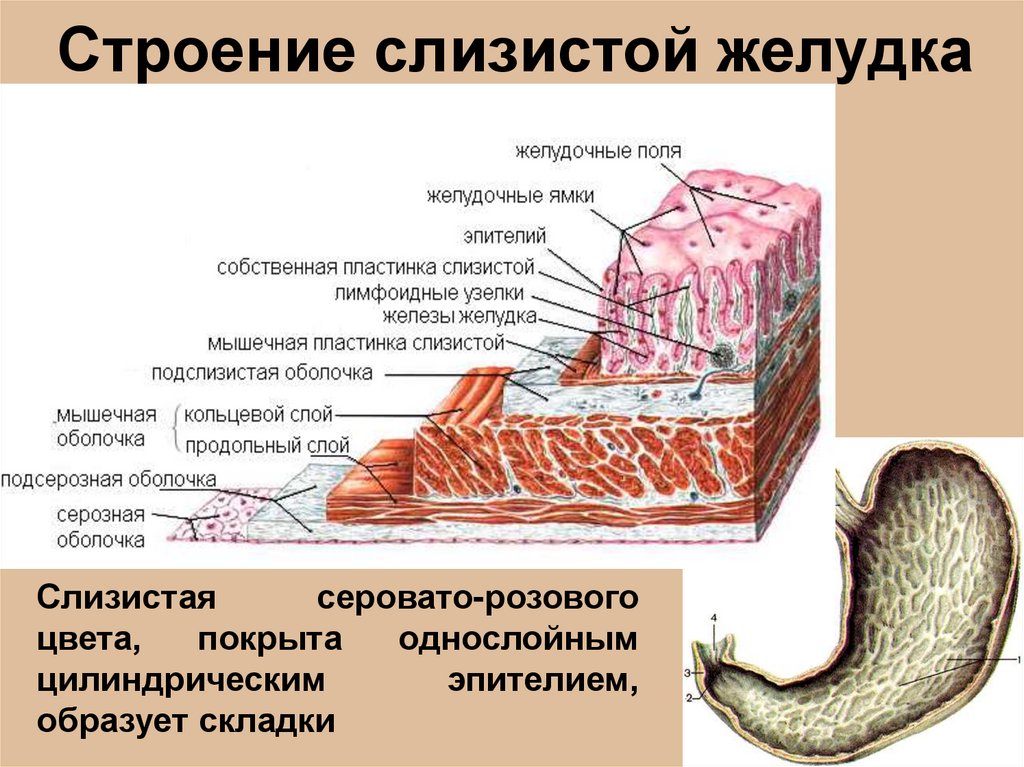 Слизистая желудка вырабатывает. Строение внутреннего слоя желудка. Строение слизистой оболочки желудка. Слои стенки желудка анатомия. Слизистая оболочка желудка строение.