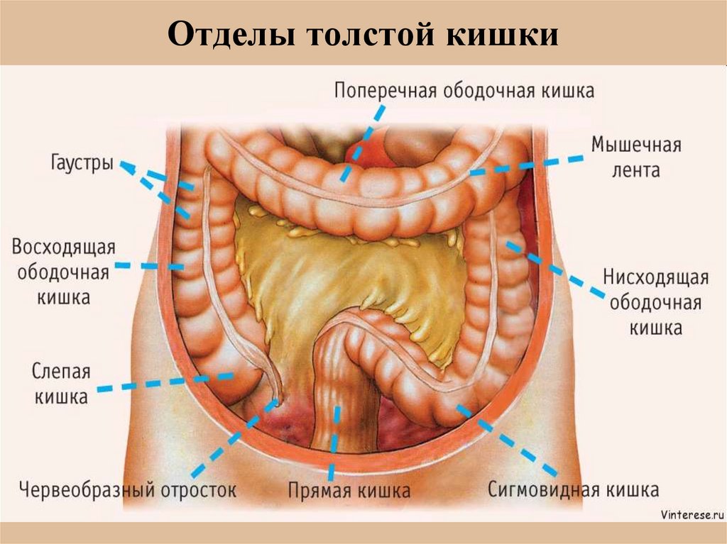 Фото кишечника с описанием названиями