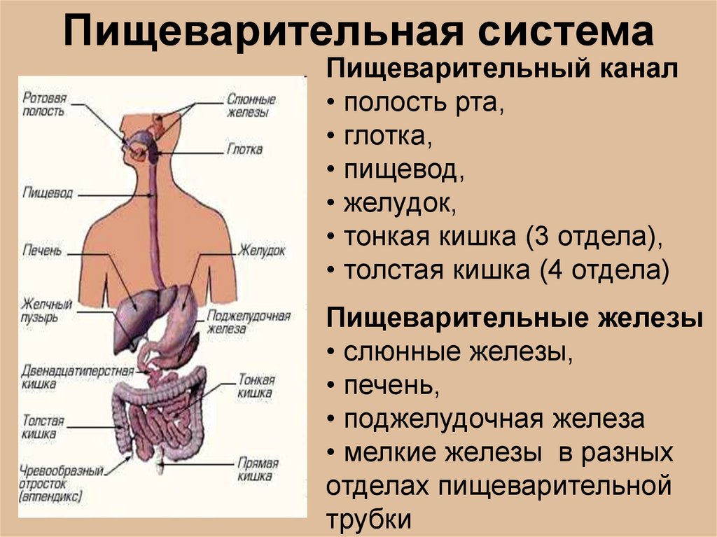 Органы желудок кишечник печень. Органы пищеварительной системы система анатомия. Строение и функции системы пищеварения. Схема пищеварительная система и железы человека. Строение пищеварительной системы и функции схема.
