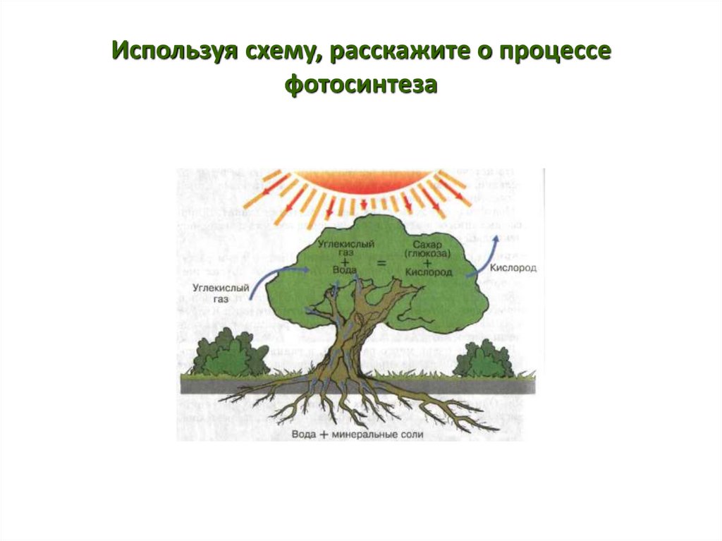 Задания по теме фотосинтез 6 класс. Фотосинтез растений схема 6 класс. Фотосинтез растений схема 6 класс география. Схема процесса фотосинтеза. Вещества участвующие в процессе фотосинтеза.