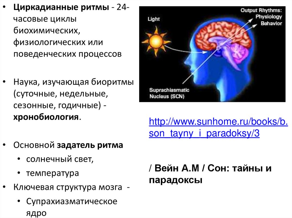 Час цикла. Циркадианные (околосуточные) ритмы. Регуляция циркадианных ритмов. Биоритмы мозга. Циркадианный ритм секреции характерен.