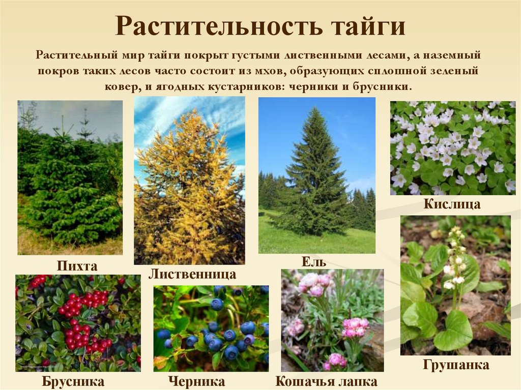 Растительность тайги в евразии