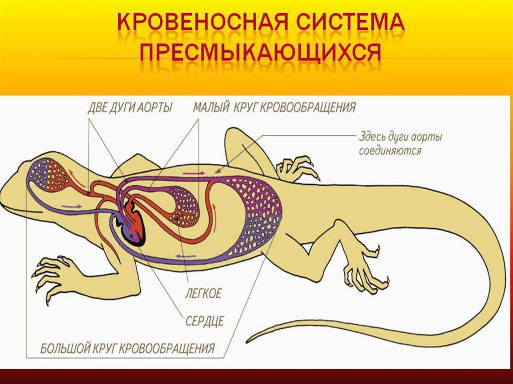 Большой круг кровообращения рептилий