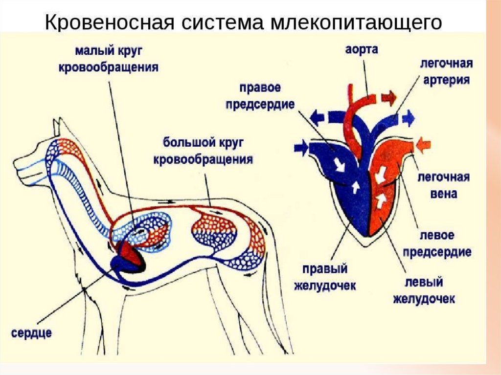Сравнение сердца птиц и млекопитающих. Кровеносная система собаки схема. Схема строение кровеносной системы у животных. Тип кровеносной системы у млекопитающих. Сердечно сосудистая система млекопитающих.