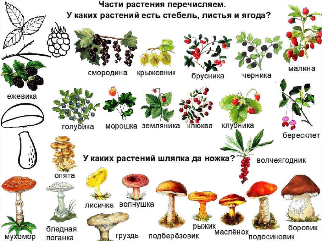 Несъедобный как пишется. Растения, ягоды, грибы сьедобныенесъедобные. Несъедобные грибы для дошкольников. Съедобные и несъедобные грибы и ягоды. Съедобные и ядовитые грибы и растения.