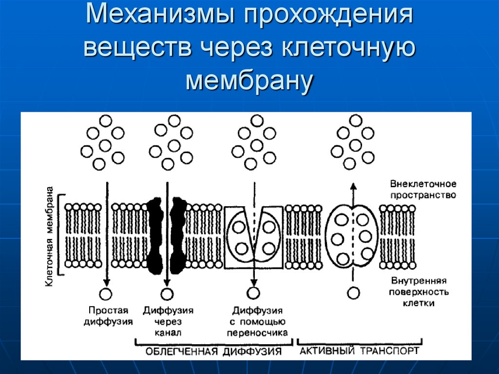 Виды транспорта через клеточную мембрану схема