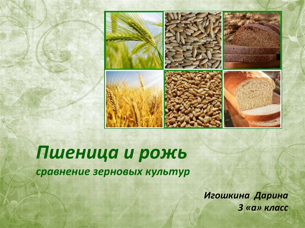 Рожь фото и пшеница фото отличия