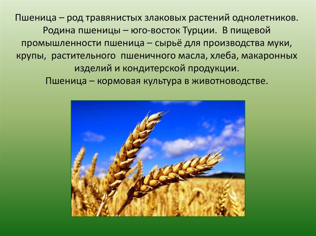 Род пшеница виды. Пшеница сырье. Пшеница (род). Пшеница это однолетнее растение.