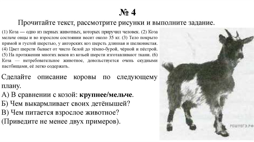 Физиологические признаки синего кита впр 5 класс. Биологические задачи 5 класс.