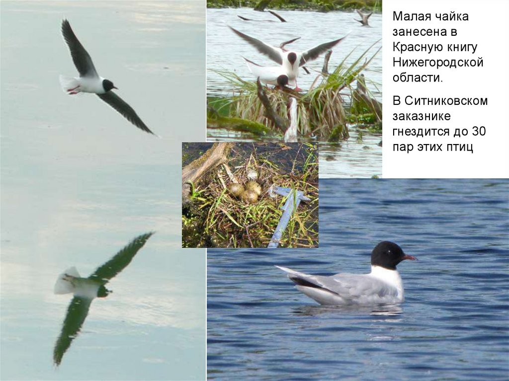 Сайт нижегородской чайки