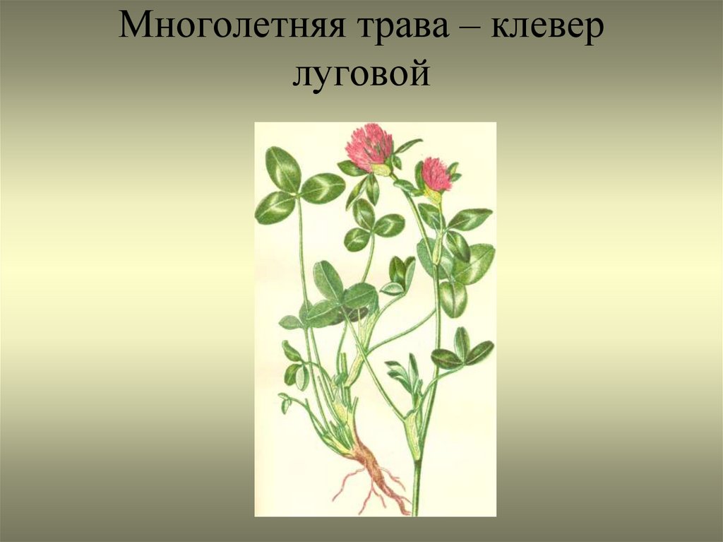 Клевер луговой царство. Классификация растения Клевер Луговой. Систематика клевера Лугового. Что такое систематическое положение растений Клевер.