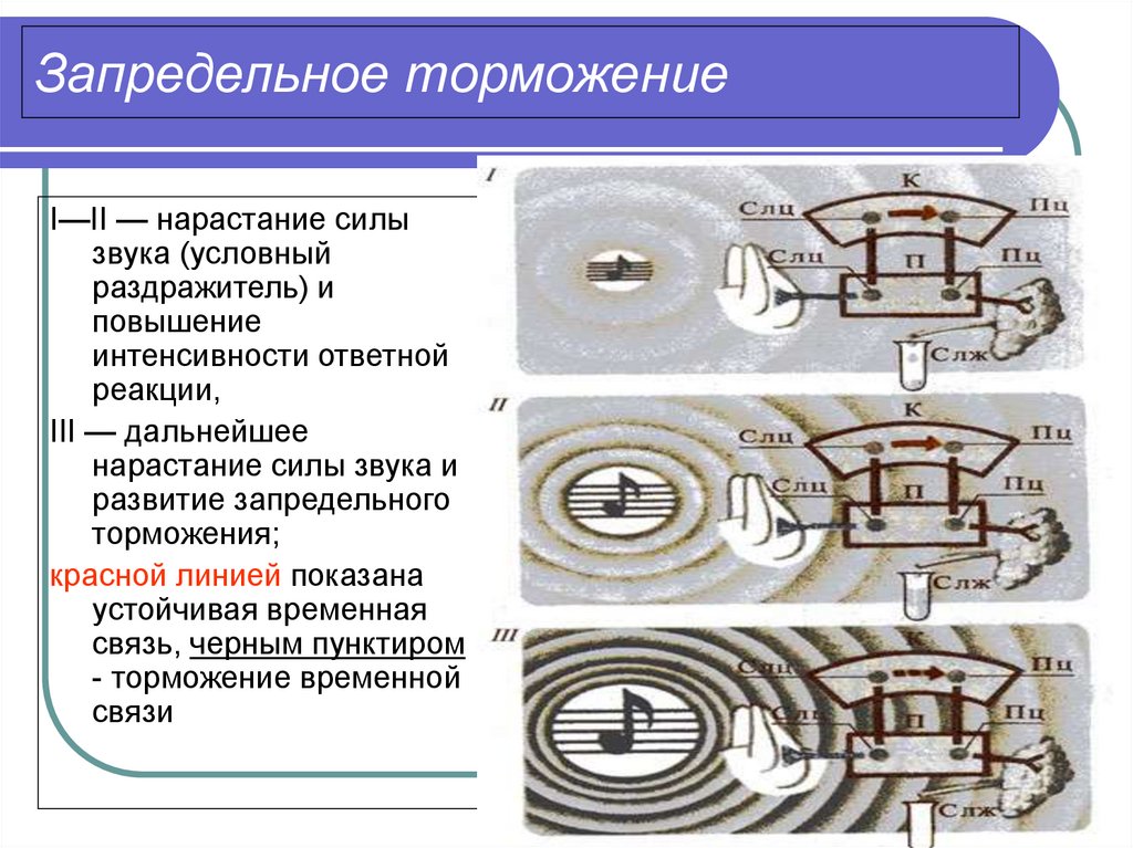 Нарисуйте схему развития внешнего торможения рис 308