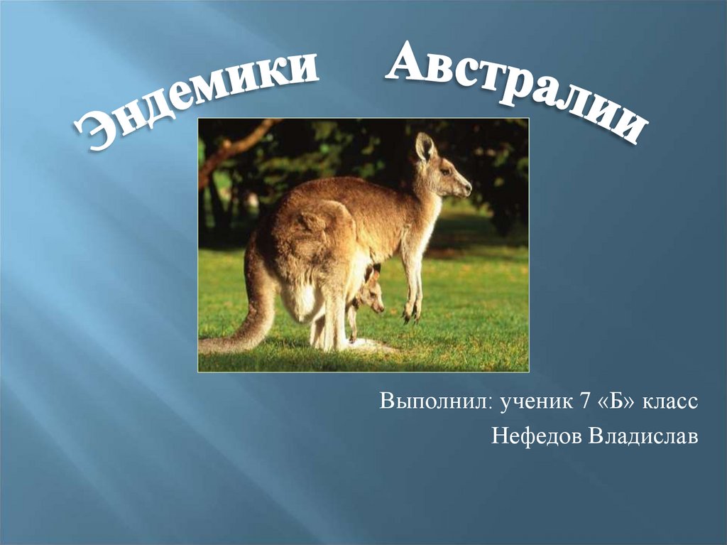 Сообщение об эндемиках австралии. Эндемики Австралии презентация. Сообщение о животном эндемике. Слайд эндемики Австралии. Эндемики Австралии сообщение.