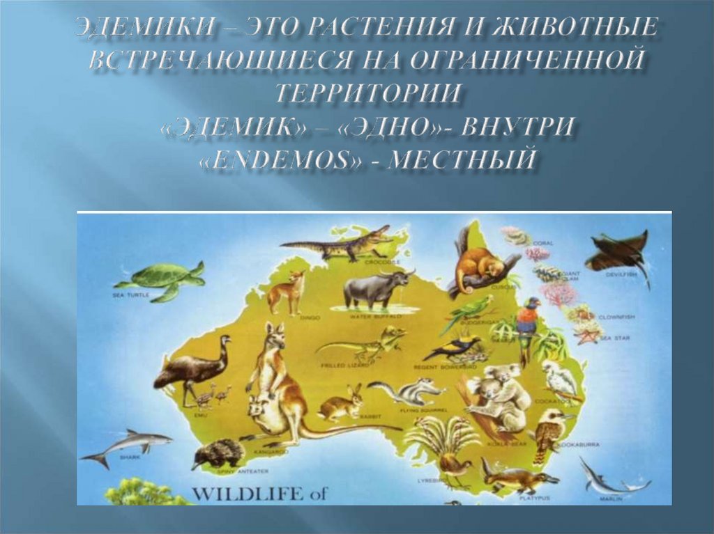 Сообщение об эндемиках австралии. Эндемики материков. Эндемики Австралии на карте. Эндемики Австралии таблица.